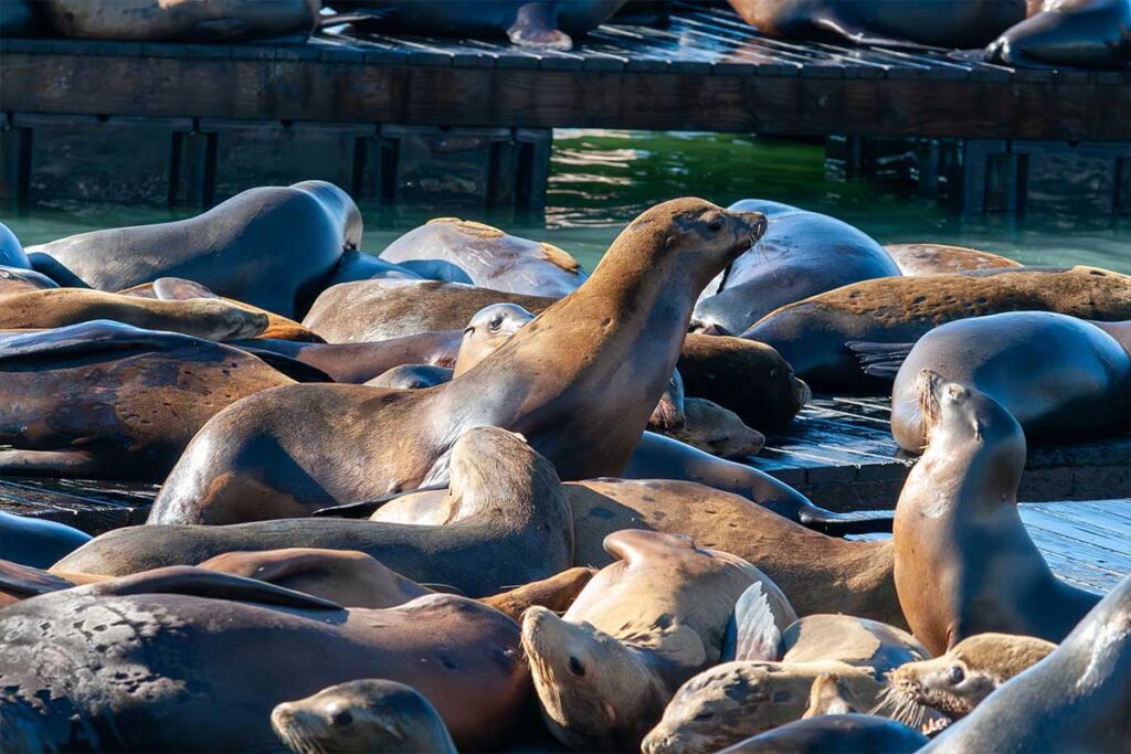 Pier 39