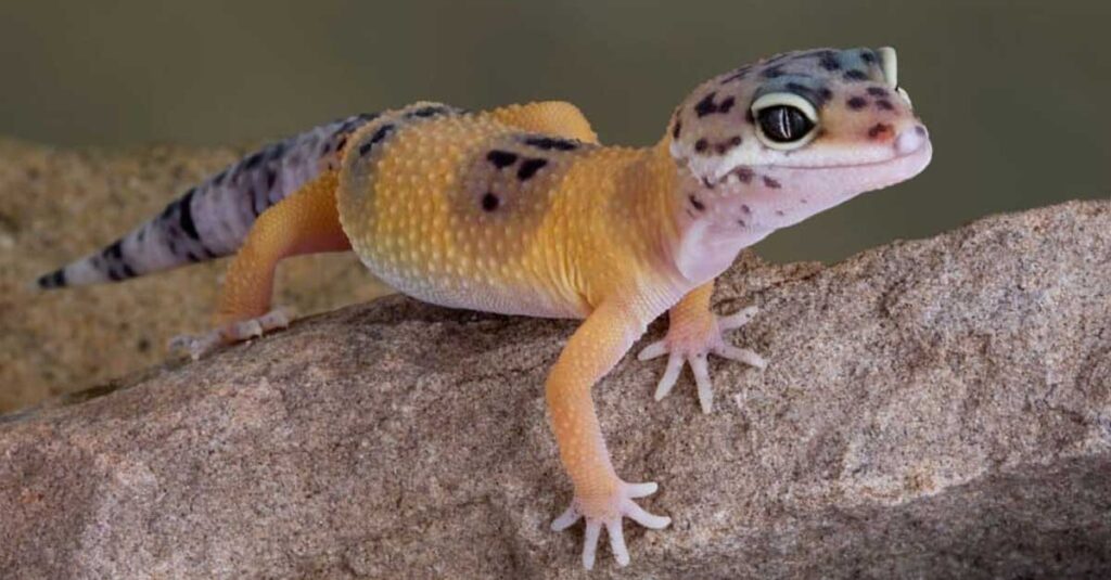 Leopard-Gecko-Smiles-1