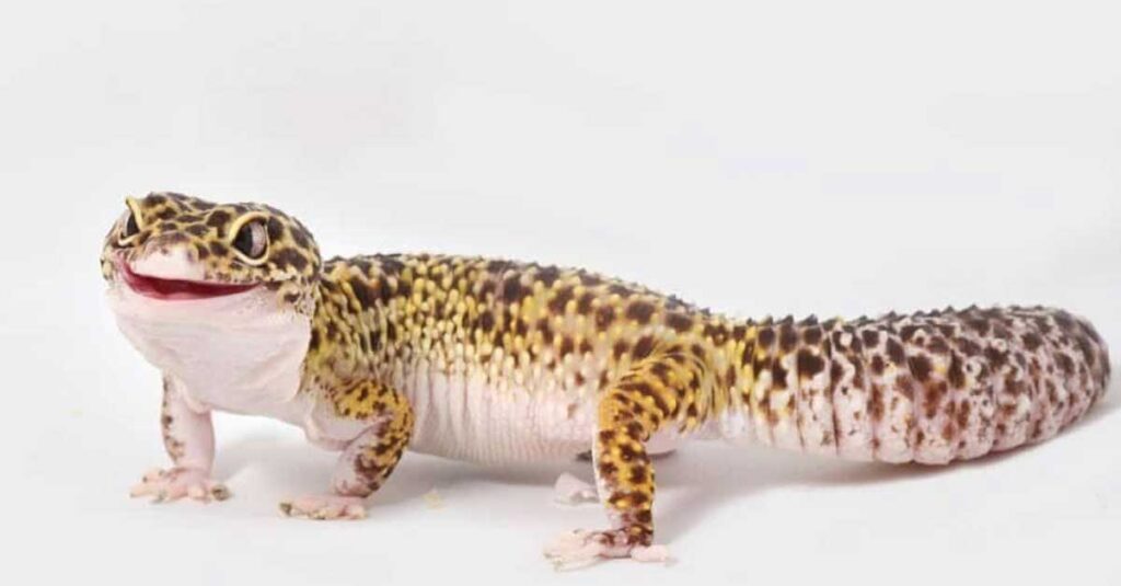 Leopard-Gecko-Smiles-2