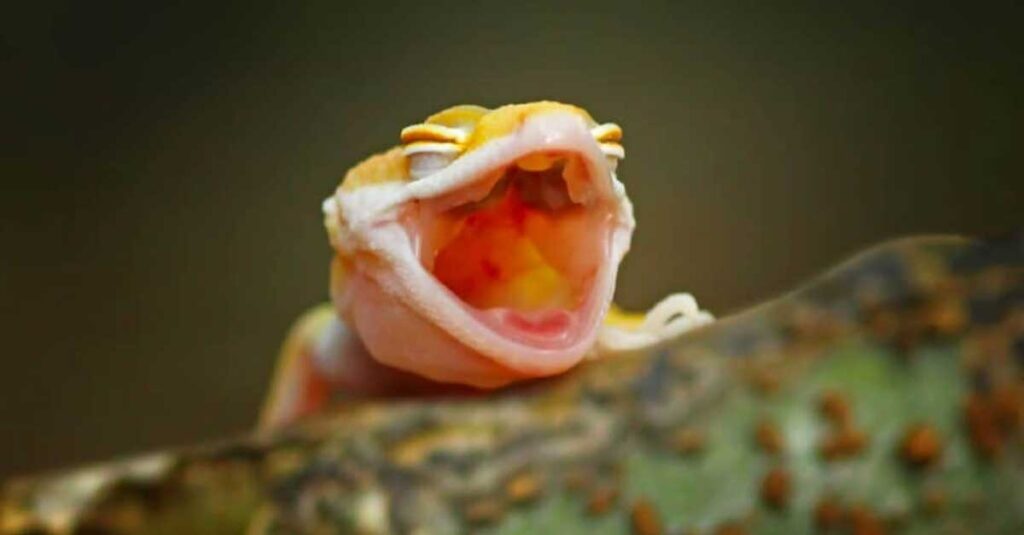 Leopard-Gecko-Smiles-3