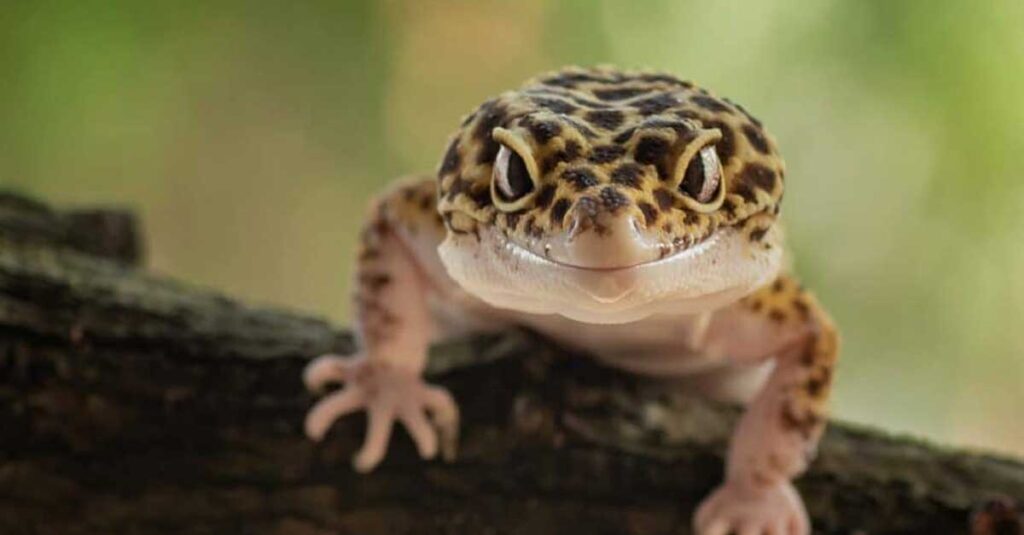 Leopard-Gecko-Smiles-4