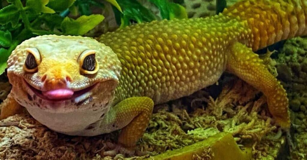 Leopard-Gecko-Smiles-5