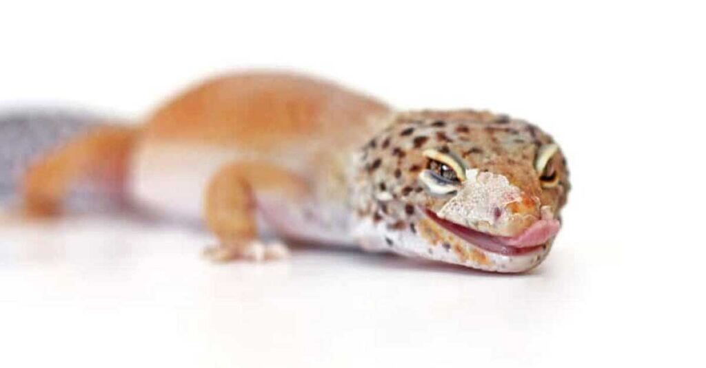 Leopard-Gecko-Smiles-6