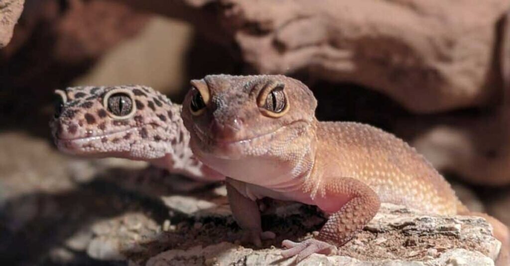 Leopard-Gecko-Smiles-7