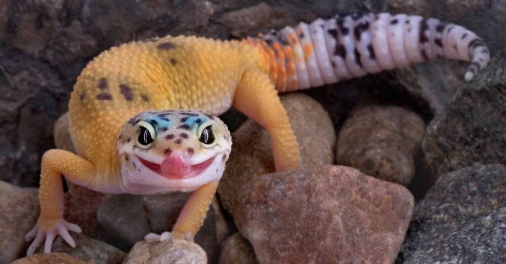 Leopard-Gecko-Smiles-8