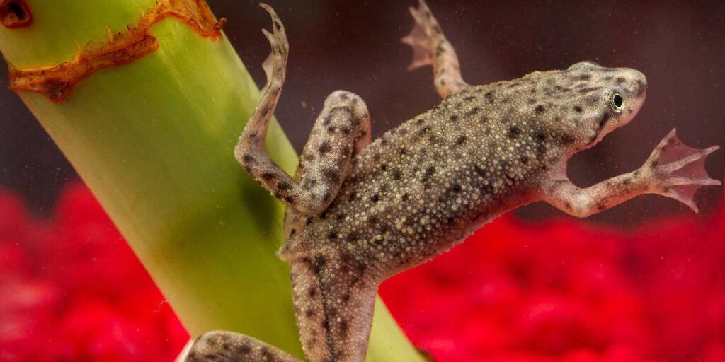 African Dwarf Frog