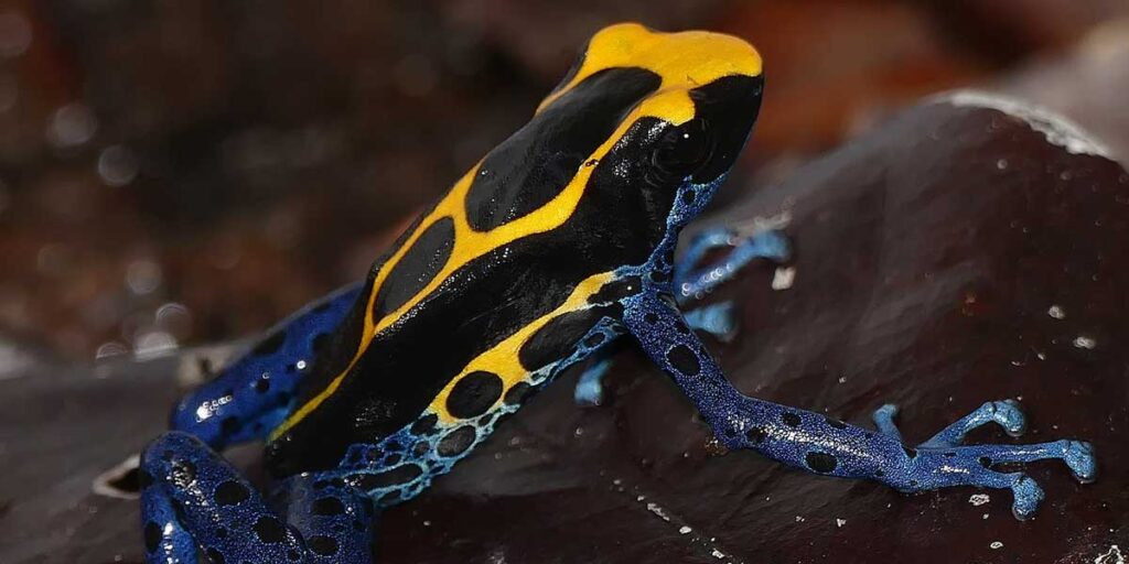 Dyeing Poison Dart Frog