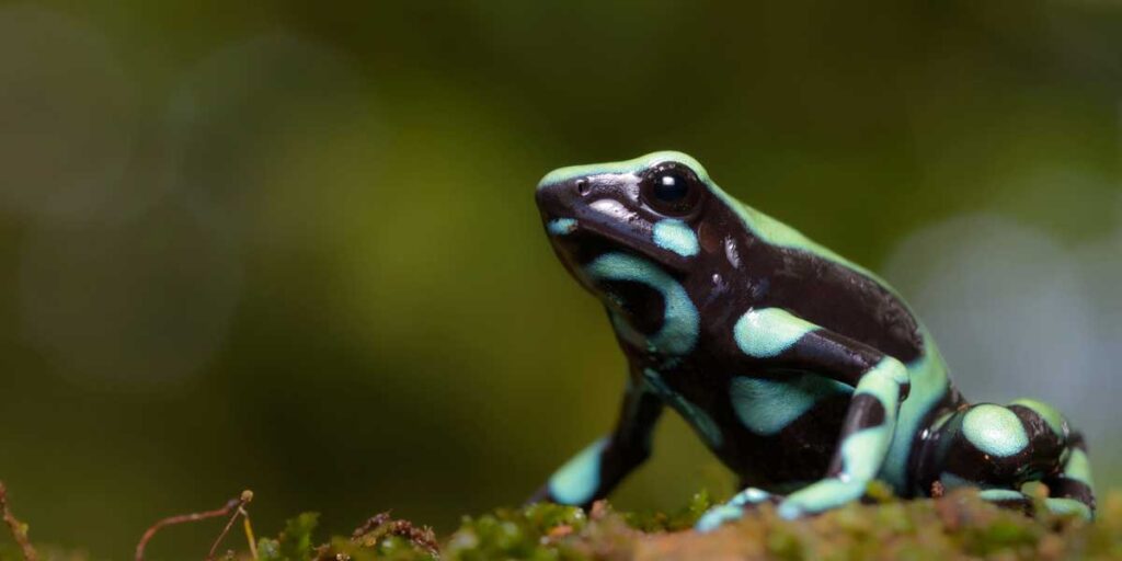 Green Black Poison Dart Frog